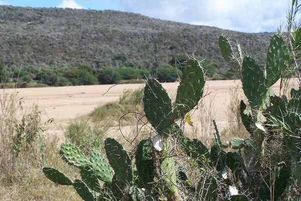 Cactus (Madagascar)