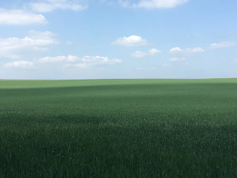Champ de blé