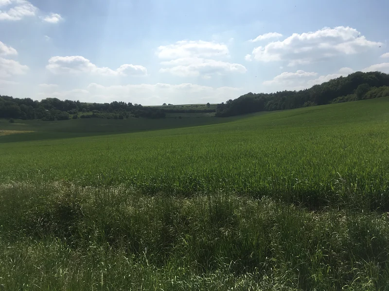 Champ de blé 2 (France)