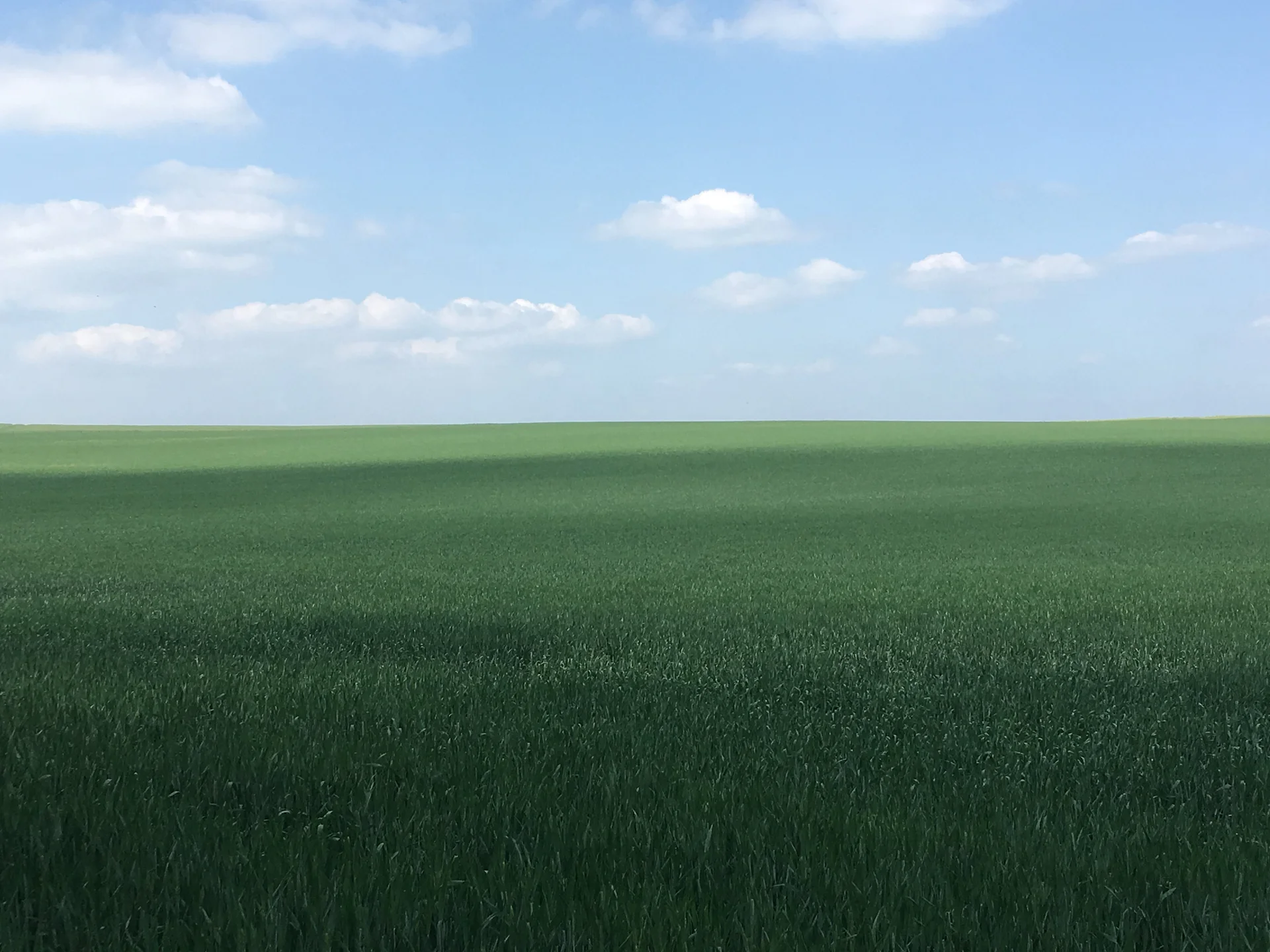 Champ de blé (France)