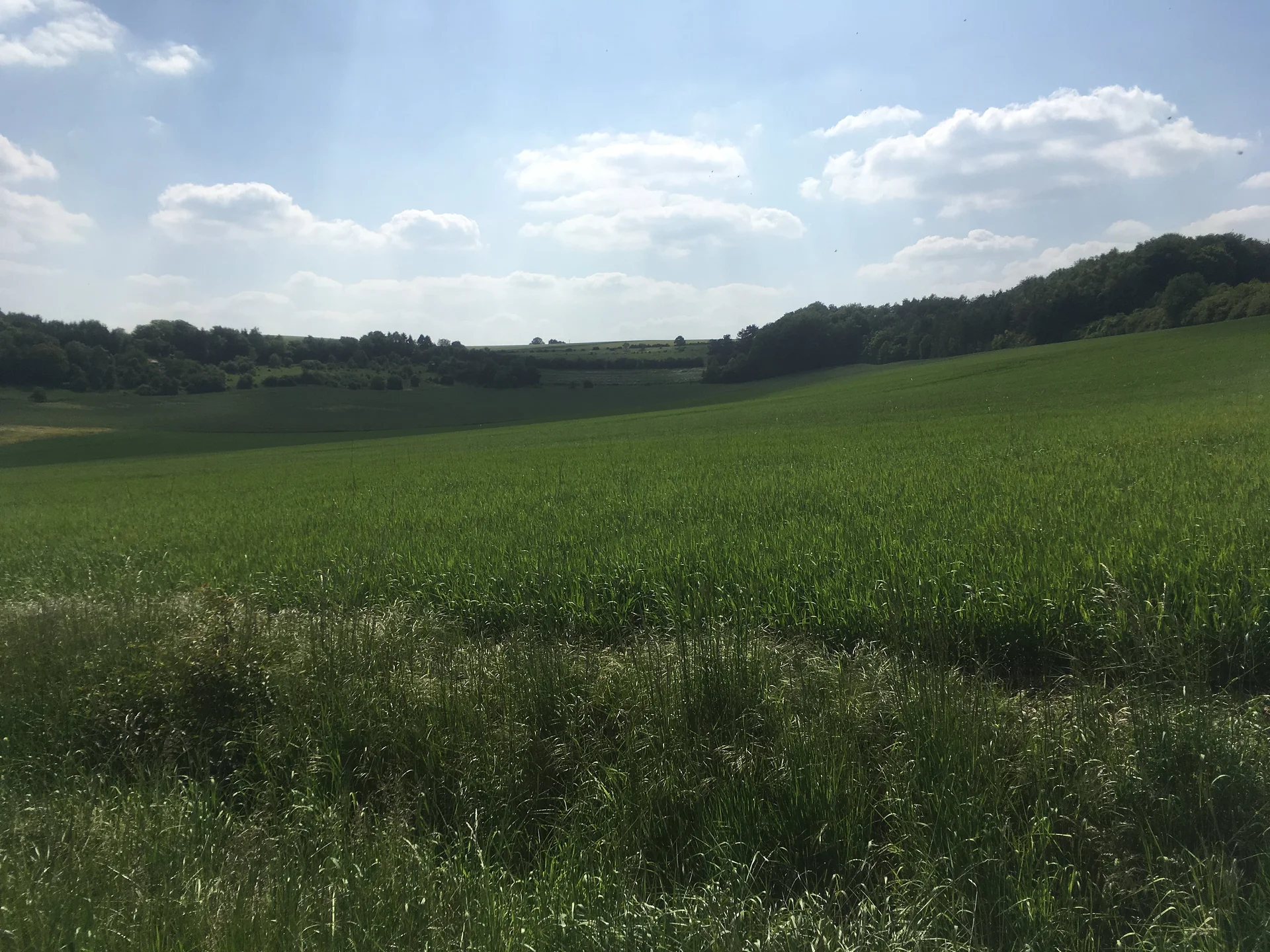 Champ de blé 2 (France)