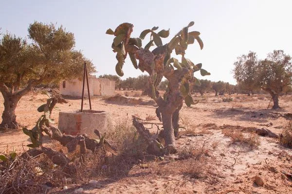 Nopals et oliviers (Tunisie)
