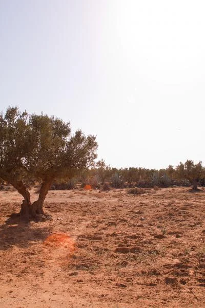 Oiliveraie (Tunisie)