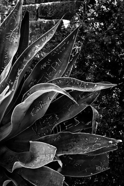 Maguey dans les fortifications — Tavira (Portugal)