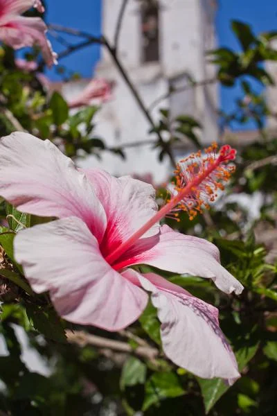 Jardin dans les fortifications — Tavira (Portugal)