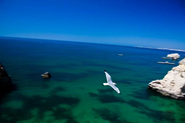 Mouette en plein vol — Portimão (Portugal)
