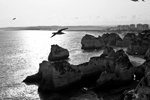 L'envol des mouettes N&B — Portimão (Portugal)
