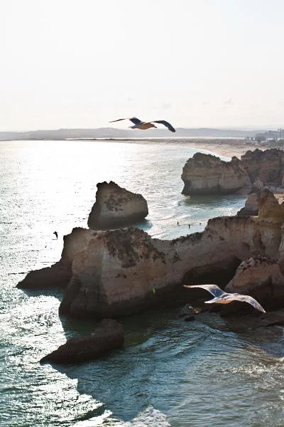 L'envol des mouettes — Portimão (Portugal)