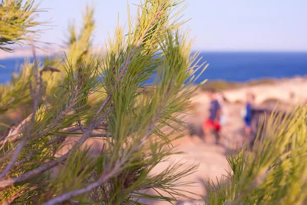 Pins du bord de mer — Portimão (Portugal)