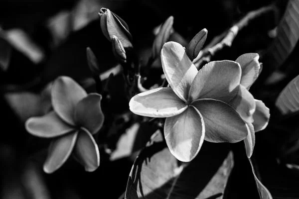 Fleur — Wat Phra Kaew Don Tao (temple) (Thaïlande)