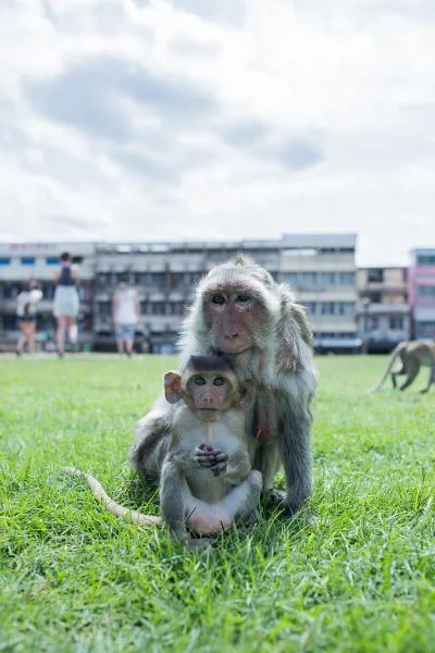 Lopburi — Lop Buri (Thaïlande)