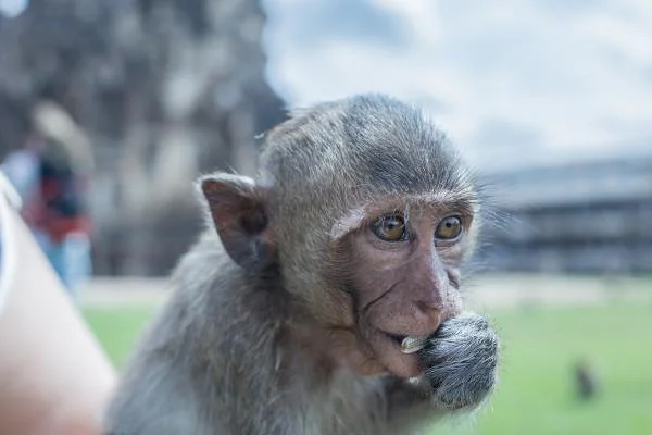 Lopburi — Lop Buri (Thaïlande)