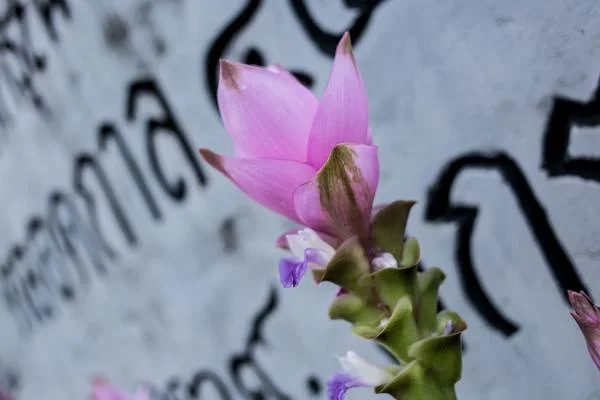 Nong Khai — Nong Khai (Thaïlande)
