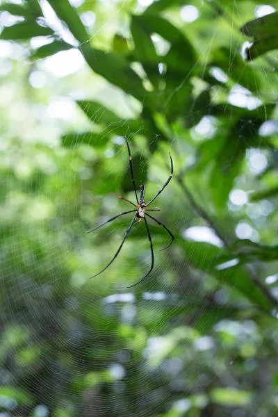 Khao Yai 