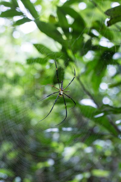 #16 Parc national de Khao Yai