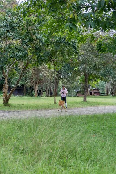 Khao Yai  — Parc national de Khao Yai (Thaïlande)