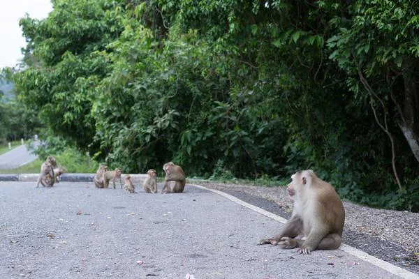 Khao Yai  — Parc national de Khao Yai (Thaïlande)