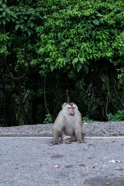 Khao Yai  — Parc national de Khao Yai (Thaïlande)