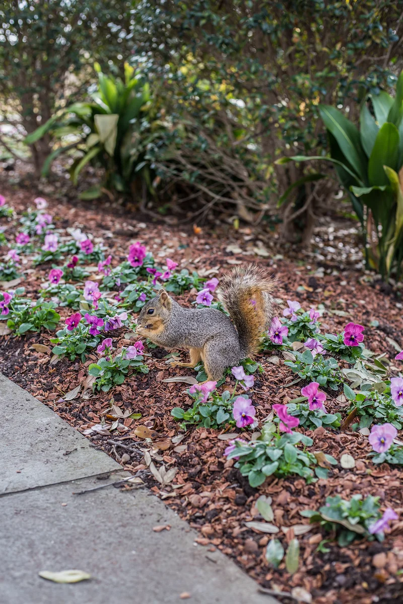 USA2016 102 — Dallas Arboretum and Botanical Garden (Etats-Unis)