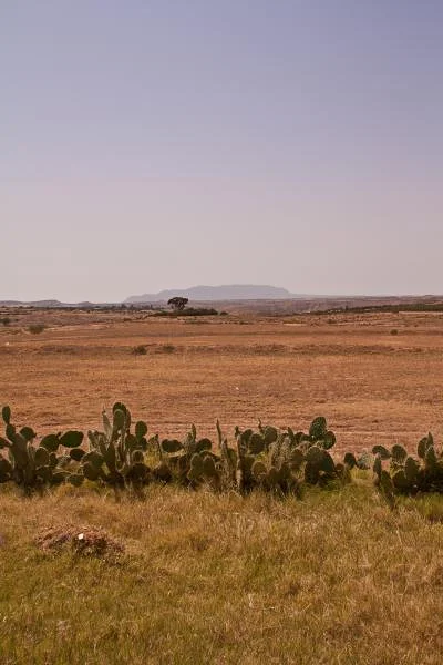 Alentours de Kairouan — Kairouan (Tunisie)