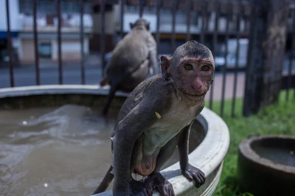 Lopburi — Lop Buri (Thaïlande)