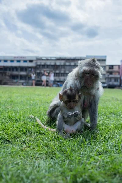 Lopburi — Lop Buri (Thaïlande)