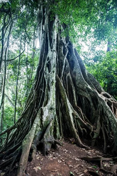 Khao Yai  — Parc national de Khao Yai (Thaïlande)