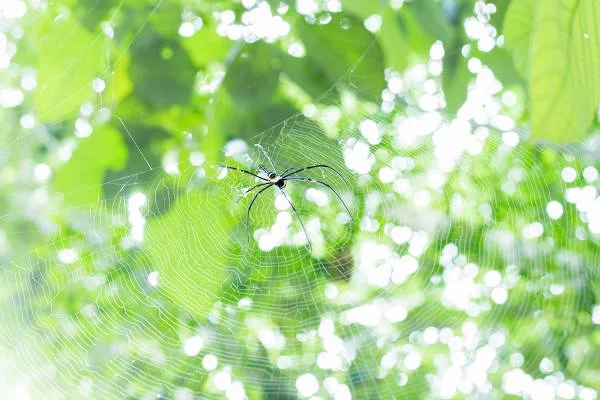Khao Yai  — Parc national de Khao Yai (Thaïlande)