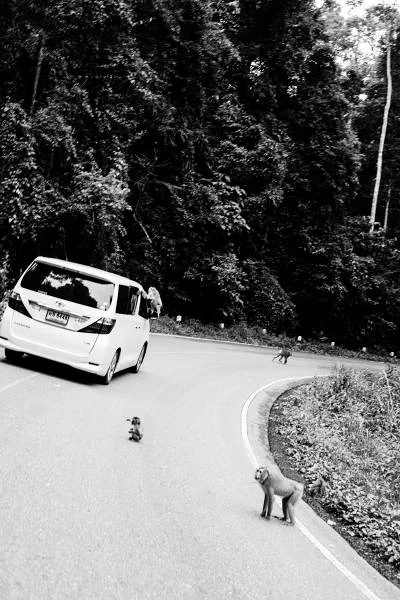 Khao Yai  — Parc national de Khao Yai (Thaïlande)