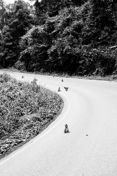 Khao Yai  — Parc national de Khao Yai (Thaïlande)