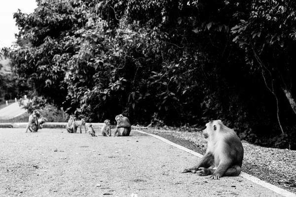 Khao Yai  — Parc national de Khao Yai (Thaïlande)