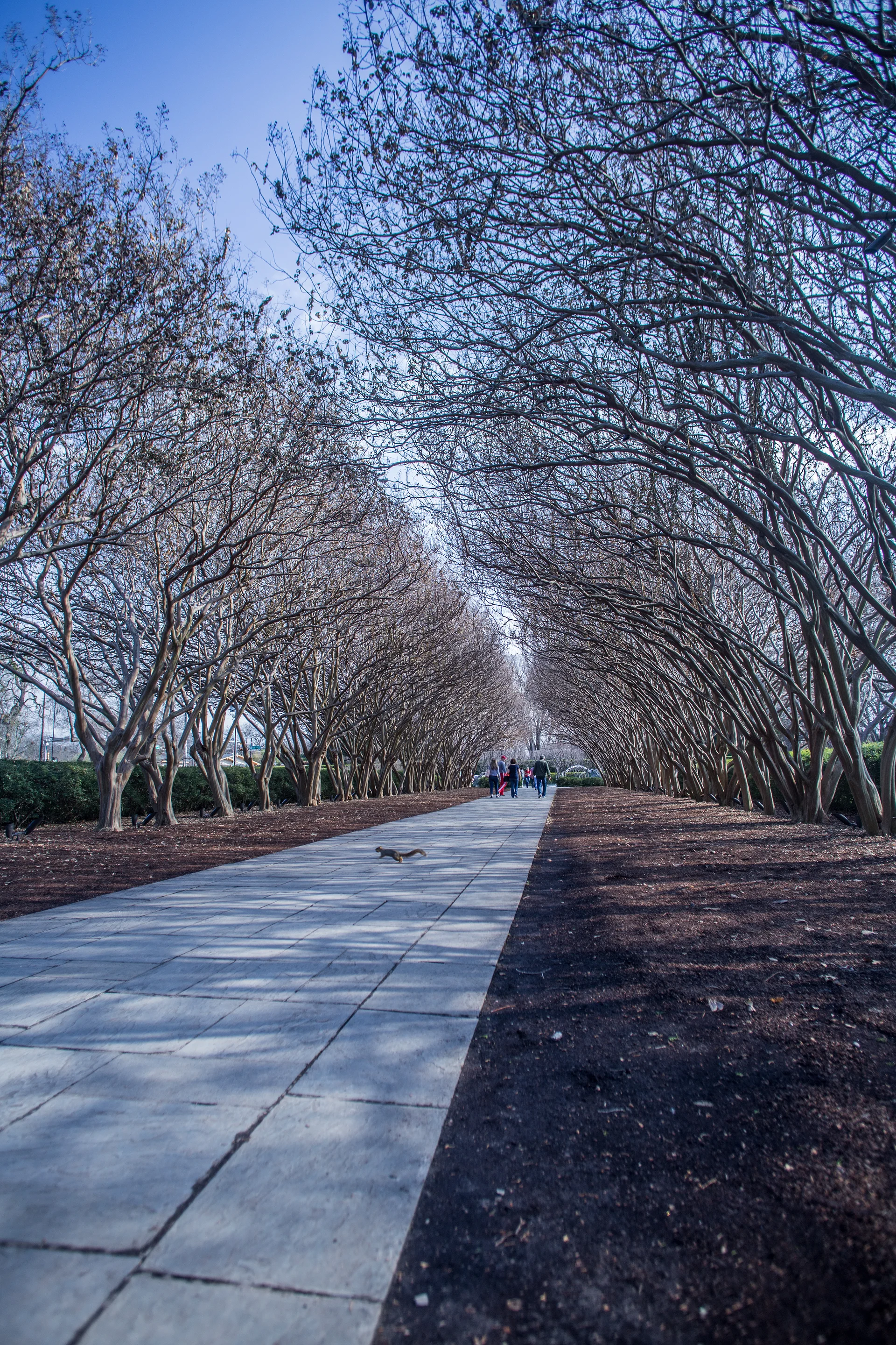 USA2016 99 — Dallas Arboretum and Botanical Garden (Etats-Unis)