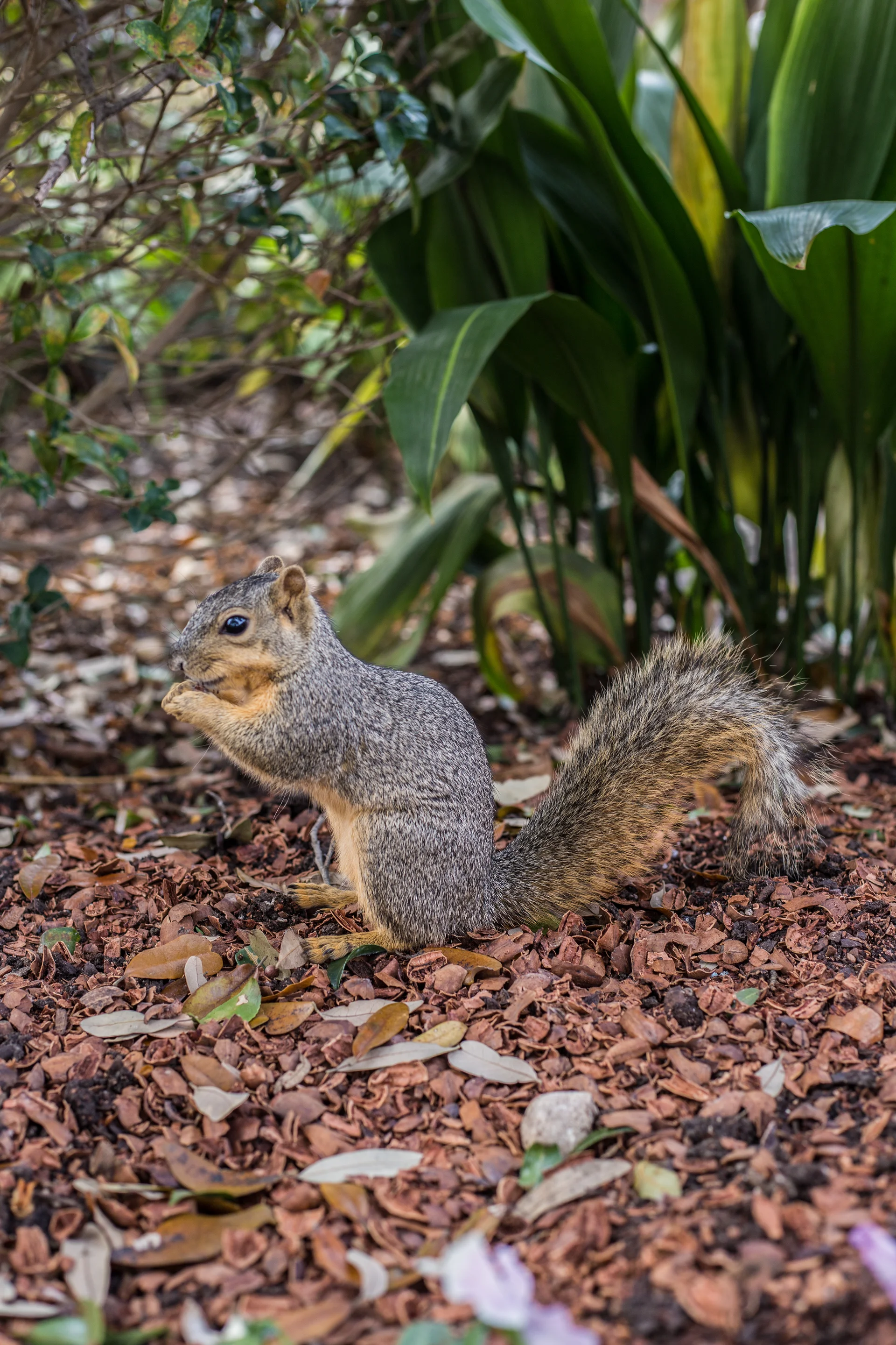 USA2016 104 — Dallas Arboretum and Botanical Garden (Etats-Unis)