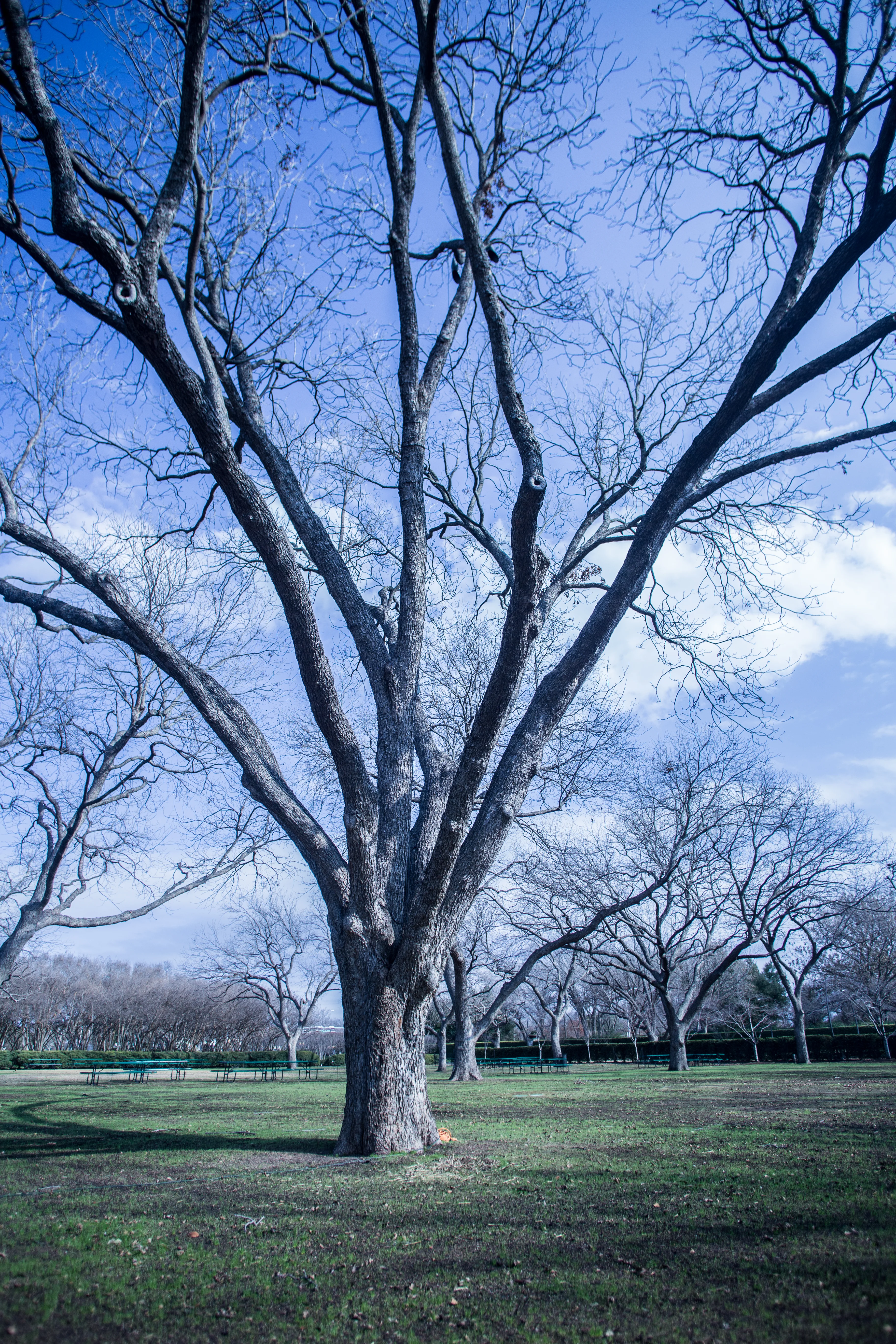 Arboretum de Dallas