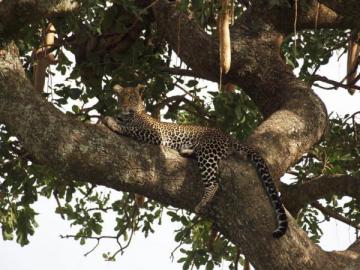 Léopard perché sur un arbre