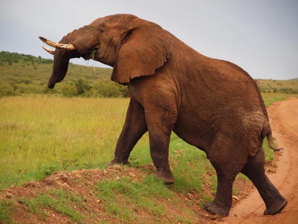 Un éléphant
