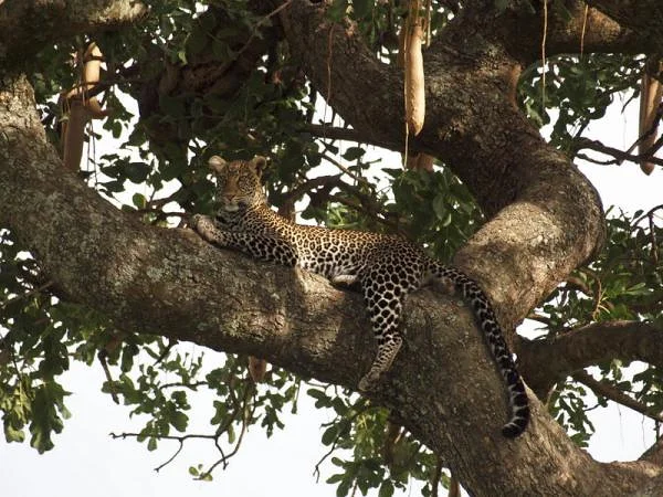 Léopard perché sur un arbre — Réserve Masai Mara (Kenya)