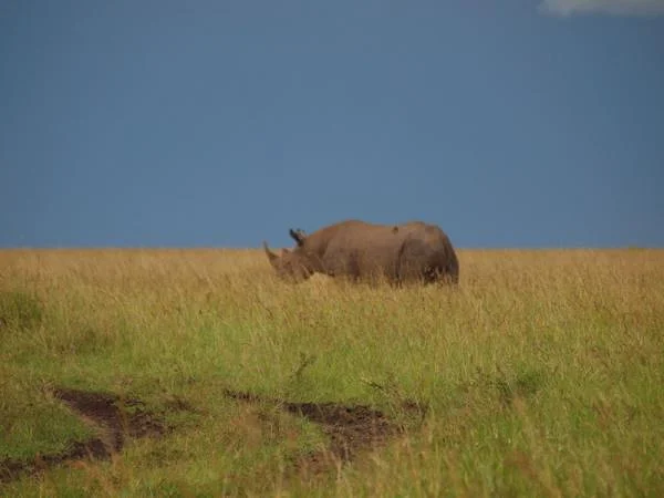 Un rhinocéros noir — Réserve Masai Mara (Kenya)