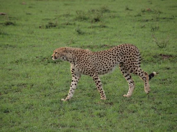 Guépard — Réserve Masai Mara (Kenya)