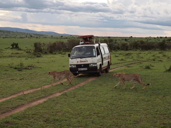 Couple de guépards — Réserve Masai Mara (Kenya)