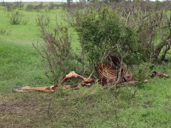 Les restes d'une girafe — Réserve Masai Mara (Kenya)