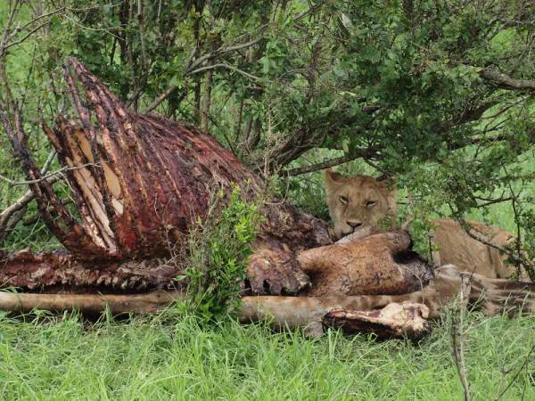 Repas de lion — Réserve Masai Mara (Kenya)