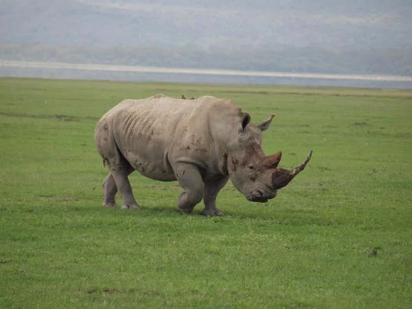 Rhinocéros blanc — Réserve Masai Mara (Kenya)