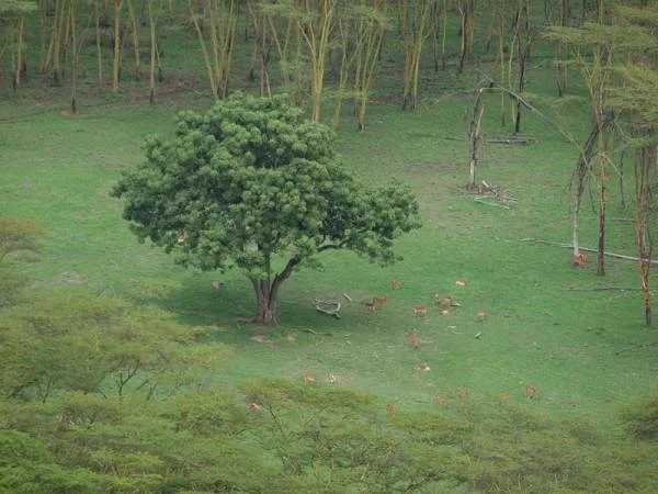 Antilopes vues du ciel — Réserve Masai Mara (Kenya)