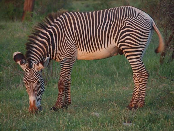 Zèbre — Réserve Masai Mara (Kenya)