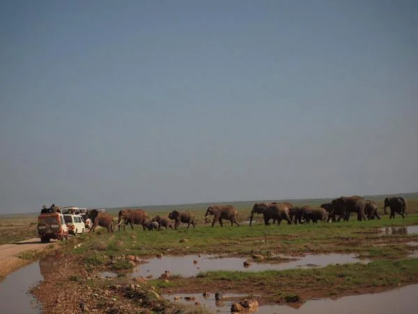 Troupeau d'éléphants — Réserve Masai Mara (Kenya)
