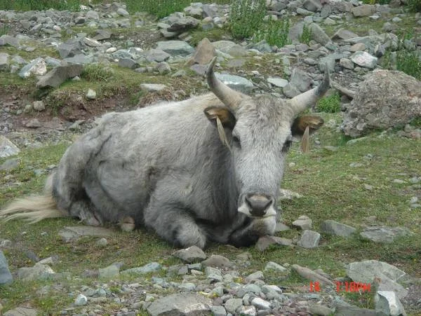 Vache ladakhi (Inde)