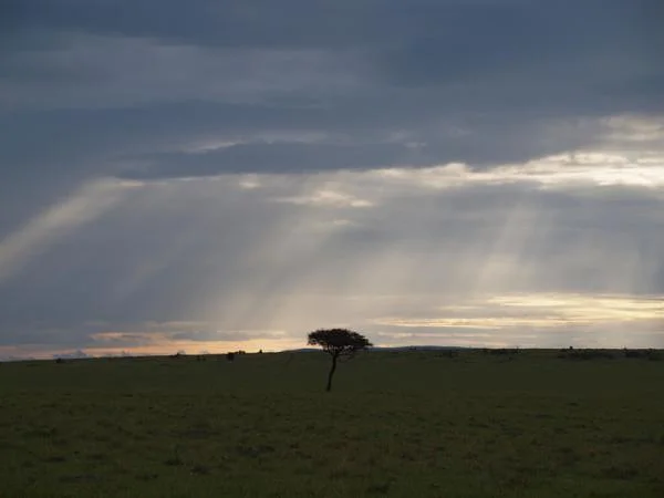 La réserve du Masai Mara — Réserve Masai Mara (Kenya)