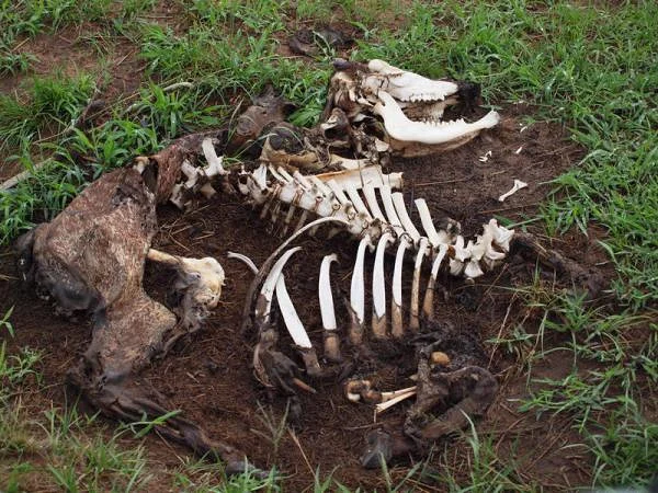 Carcasse d'herbivore — Réserve Masai Mara (Kenya)