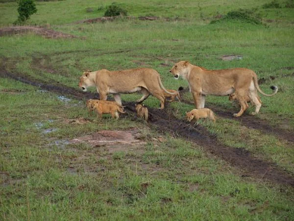 Lionnes et lionceaux — Réserve Masai Mara (Kenya)